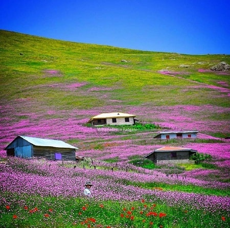 شهر اسالم گیلان, جاذبه های گردشگری جاده اسالم به خلخال, دشت گل های شقایق در جاده اسالم به خلخال