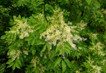 عکس درخت زبان گنجشک یا ash زمان هرس درخت زبان گنجشک, نام دیگر درخت زبان گنجشک, برگ درخت زبان گنجشک