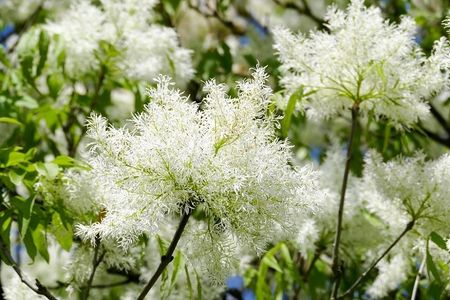 ظاهر و شکل درخت زبان گنجشک کاشت درخت زبان گنجشک, پرورش درخت زبان گنجشک, نگهداری درخت زبان گنجشک