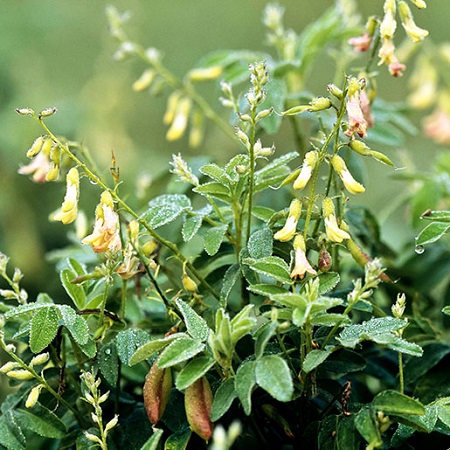 مصرف گون در دوران بارداری, خواص گون, عسل گون