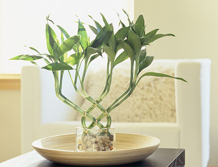 گیاه بامبو،قیمت بامبو بامبو,گل بامبو