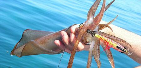 انواع ماهی مرکب, ویژگی های ماهی مرکب, خصوصیات ماهی مرکب