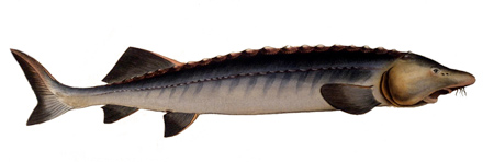توصیه هایی برای پرورش و نگهداری از ماهی خاویار,راهنمای پرورش ماهی قره برون