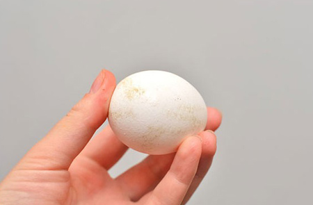 تخم مرغ را چگونه ضد عفونی کنیم،نحوه ضدعفونی کردن تخم مرغ نحوه شستن تخم مرغ,روش شستن تخم مرغ