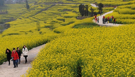زمین های گل کانولا در چین, مزارع کشت شده با گیاه کانولا, مزارع کانولا در چین