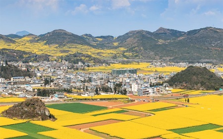 مزرعه گل کانولا در چین, کانولا, تصاویر کانولا