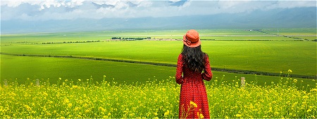 زمین های گل کانولا در چین, مزارع کشت شده با گیاه کانولا, مزارع کانولا در چین