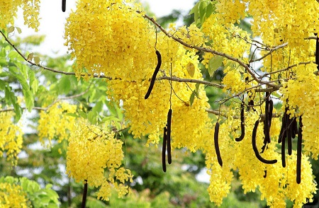 فلوس و رفع یبوست نوزادان, خواص فلوس, درمان مشکلات گوارشی نوزاد با فلوس