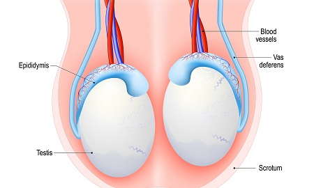 سرد شدن بیضه ها, عوارض سرد شدن بیضه ها, علت سرد شدن بیضه ها