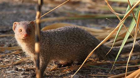 موش خرما را می توانیم نوعی آفت کش در نظر بگیریم تغذیه موش خرما, تولید مثل موش خرماها, راسو یا موش خرما