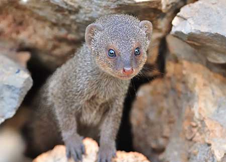 موش خرماها از اعضای کوچک خانواده ی راسوها عکس موش خرما, موش خرما, خرید موش خرما