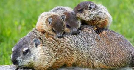 موش خرماها اغلب گوشت خوار هستند خانه های موش خرماها, موش خرما, عکس موش خرما