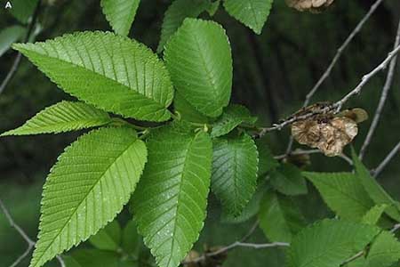 عکس برگهای درخت نارون پرورش درخت نارون, انواع درخت نارون, عمر درخت نارون