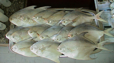 ماهی حلوا پرورشی, فصل صید ماهی حلوا سیاه, پرورش لارو ماهی حلوا