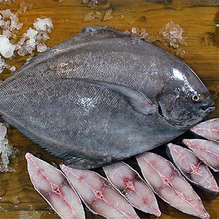 فصل صید ماهی حلوا سیاه, پرورش لارو ماهی حلوا, عکس های ماهی حلوا