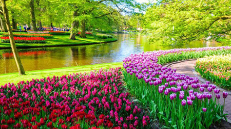 باغ گیاهان پیازی در باغ گل های اصفهان قسمت های مختلف باغ گل های اصفهان,درباره ی باغ گل های اصفهان,تصاویری از باغ گلهای اصفهان