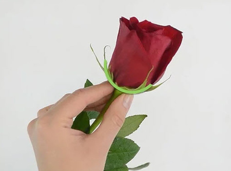 نگهداری از گل رز,نگهداری شاخه های گل رز