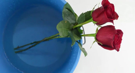 تکنیک های خرید گل رز, مهارت های نگهداری از گل سرخ