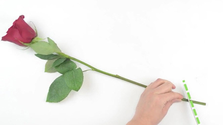 طولانی کردن عمر گل رز, نکاتی برای نگهداری از شاخه های گل رز