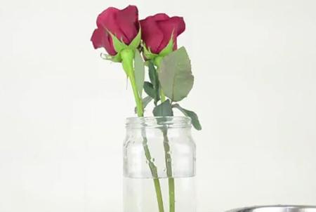 نگهداری شاخه های گل رز,روش نگهداری از شاخه های گل رز