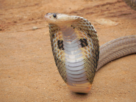 بقای مار کبری،آشنایی با انواع مارهای کبری شناخت مار شاه کبری, توانایی های مار کبری