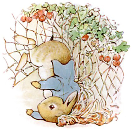 قصه پیتر خرگوشه بئاتریکس پاتر, کارتون پیتر خرگوشه, عکس های قصه پیتر خرگوشه