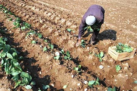 دما برای رشد بذرهای بادمجان, نحوه کاشت بادمجان, کاشت بادمجان