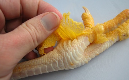 از خواص پای مرغ برای کودکان سلامت لثه ها است خواص پای مرغ ,خواص پای مرغ برای نوزاد , تقویت سیستم ایمنی بدن با پای مرغ