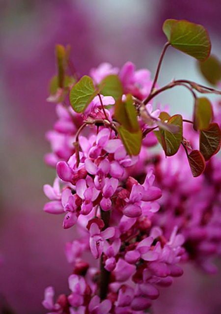 گل ارغوان حاصل درختی پربار است خصوصیات درخت ارغوان, گل ارغوان, عکس گل ارغوان