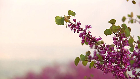 نگهداری از گل ارغوان عکس درخت ارغوان, درخت ارغوان, ویژگی های درخت ارغوان