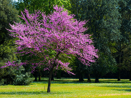 تکثیر گل ارغوان ویژگی های درخت ارغوان, خصوصیات درخت ارغوان, گل ارغوان