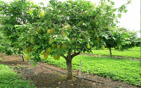 خواص میوه ستاره ای, میوه ستاره ای شکل, طریقه استفاده میوه ستاره ای شکل