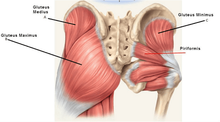 حرکات ورزشی برای تقویت عضلات سرینی, تقویت عضلات سرینی, فرم دهی باسن