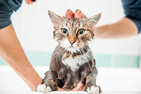نحوه شستن بچه گربه, دمای آب برای شستن گربه, شستشوی گربه ها