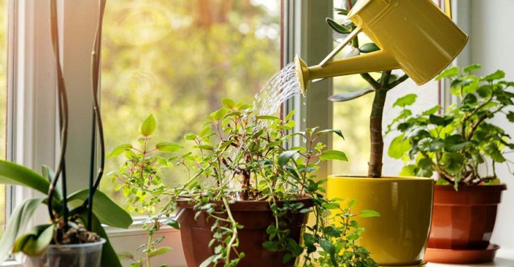 چگونه در فصل پاییز از گیاهان آپارتمانی خود مراقبت کنیم؟