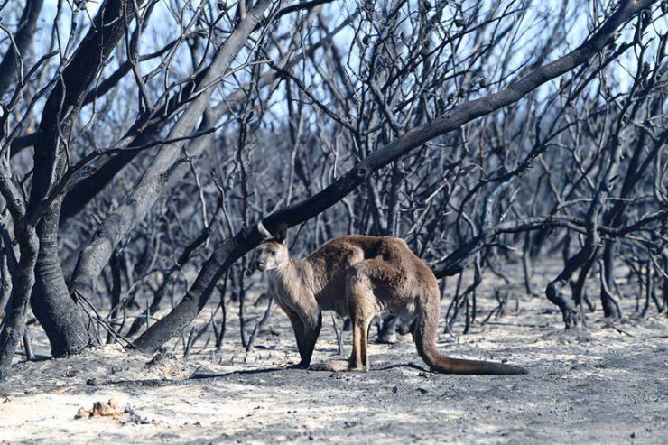 Australian Bushfires / آتش‌سوزی‌های استرالیا