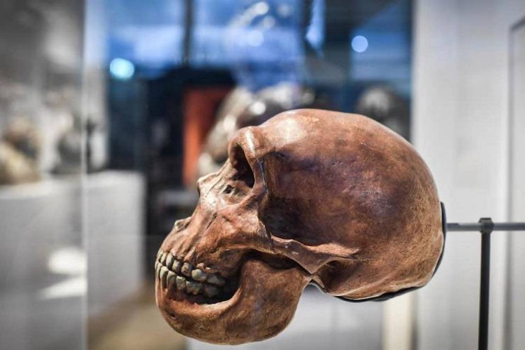 انسان‌های اولیه در آفریقا با گونه‌ای اسرارآمیز و منقرض‌شده تلاقی پیدا کرده‌اند