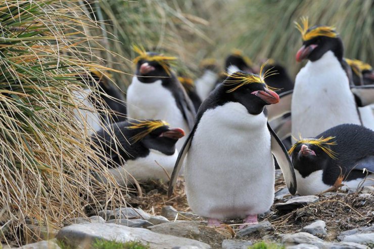 penguins vocalise under water/آوازخوانی پنگوئن ها زیر آب