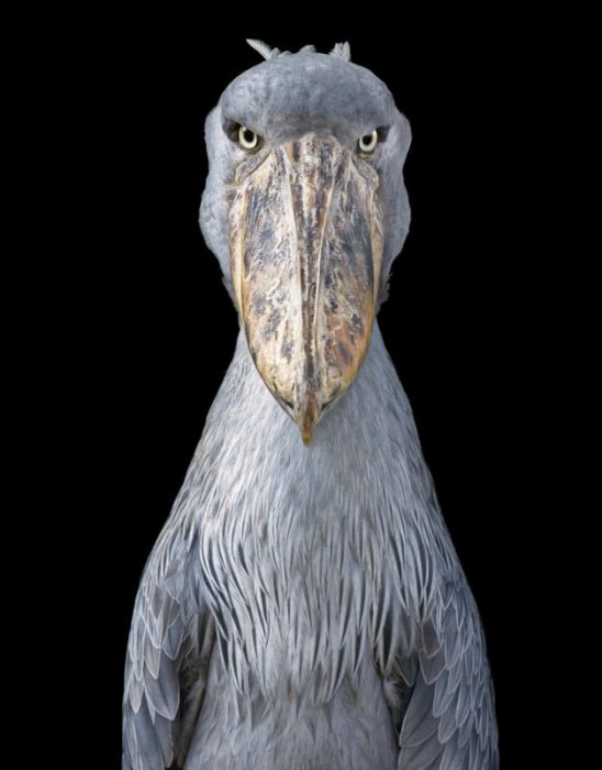 Shoebill