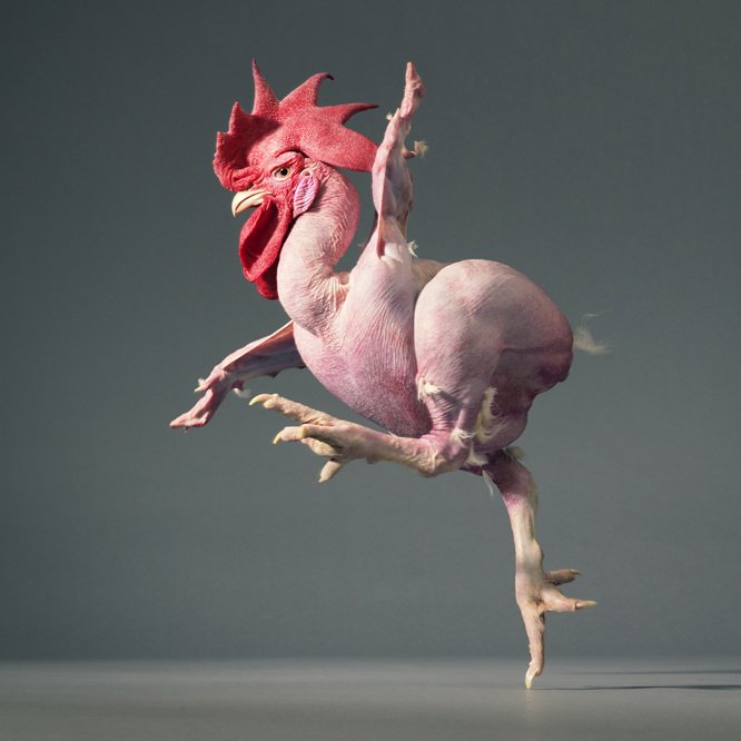 Featherless chicken no1