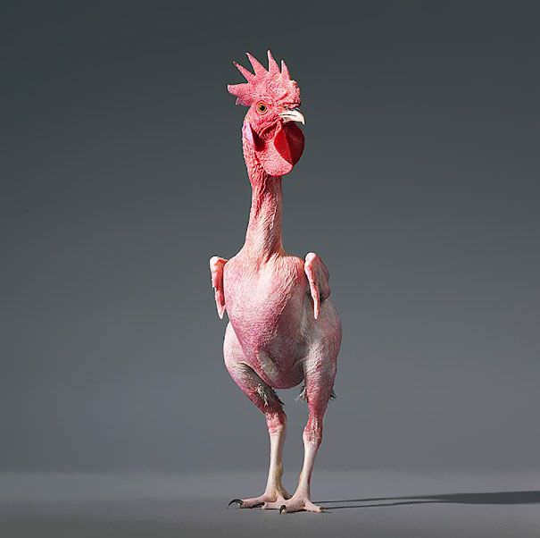 Featherless chicken numb2