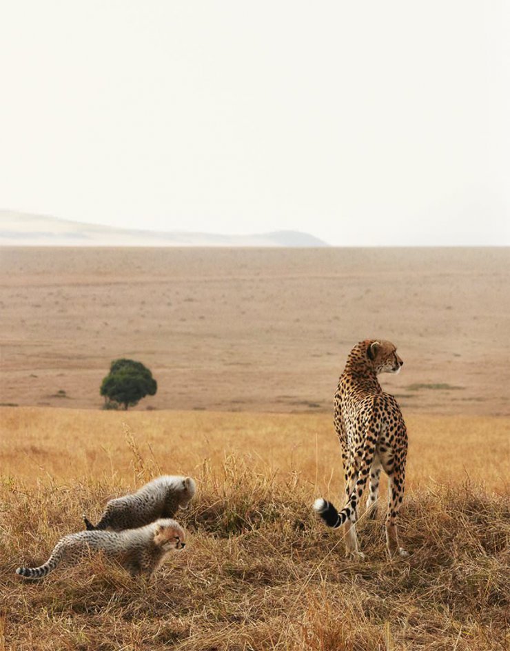 Cheetah With Cubs