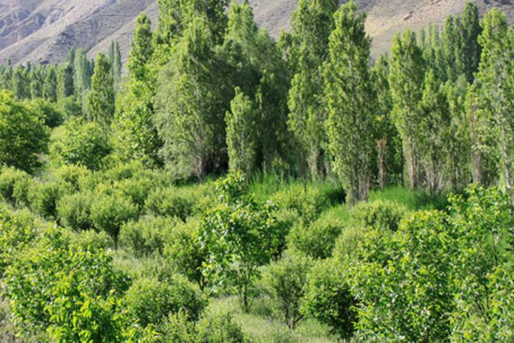 روستای زرین دشت