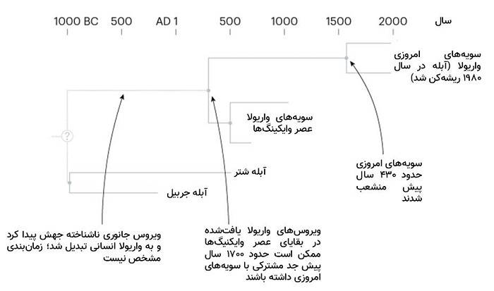 زمان بندی انشعاب سویه های ویروس آبله