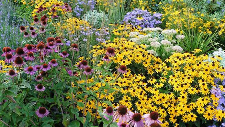 گلهای خانگی مقاوم برای باغچه؛ ۲۷ گل زیبا و ماندگار برای باغچه خانه‌تان