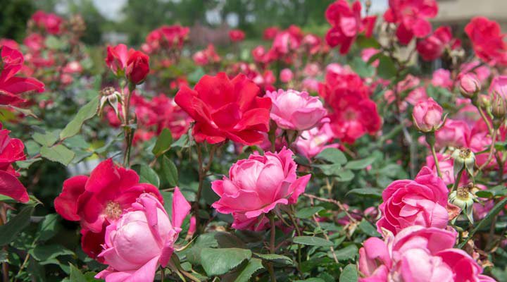 رز ناک آوت از عنوان گل رز و مناسب فضای باغچه است