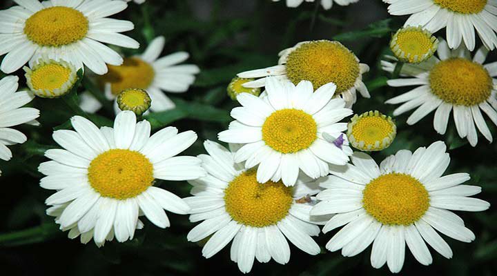گل مروارید شستا یکی از نمونه‌های گلهای خانگی مقاوم است