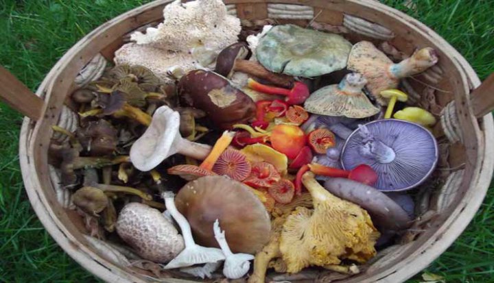 انواع قارچ خوراکی؛ ۲۰ نوع قارچ خوراکی که شاید اسمشان را هم نشنیده باشید