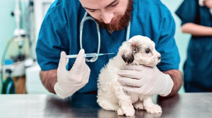 هزینه نگهداری سگ - واکسیناسیون سگ