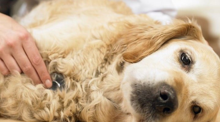 هزینه نگهداری سگ - هزینه پزشکی سگ